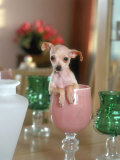 Chihuahua Seated in a Glass Photographic Print by Henryk T. Kaiser