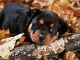 Rottweiler Puppy Photographic Print by Henryk T. Kaiser