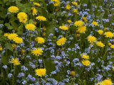 Dandelions, and Wood Forget-Me-Not, Spring Flowers Photographic Print by Bob Gibbons