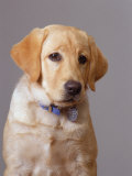Portrait of Labrador Retriever Photographic Print by Bruce Ando