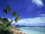 Palm Trees and Ocean, La Digue, Seychelles Photographic Print by David Ball