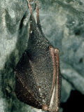 Lesser Horseshoe Bat, Hibernating, Mid-Wales Photographie par Richard Packwood