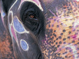 Goa, India, Close-up of Elephants Eye Fotografisk tryk af Peter Adams Goa, India, Close-up of Elephants Eye Fotografisk tryk af Peter Adams