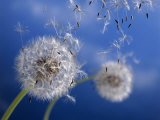 Dandelions Blowing in the Wind Fotografie-Druck von Henryk T. Kaiser
