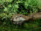 European Otter, May, UK Lámina fotográfica por David Tipling European Otter, May, UK Lámina fotográfica por David Tipling