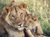 African Lion, Masai Mara Reserve, Kenya Photographie par Richard Packwood