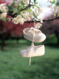 Baby Shoes Hanging from Tree Branch Fotografie-Druck von Henryk T. Kaiser