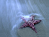 Russell Burden - Harris Beach, Starfish, Oregon - Fotografik Baskı