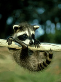 Raccoon, Portrait of Young Coon in Aspen Tree, UK Photographie par Daniel Cox
