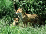 Fox, Vixen with Cub, Surrey Photographic Print by David Tipling