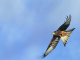 Red Kite, Flying Over Feeding Station, Powys, UK Fotografie-Druck von Richard Packwood