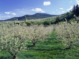 Apple Orchard in Bloom, Chelan County, WA Photographic Print by Mark Windom
