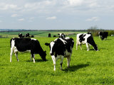 Freisian Cows, Oxfordshire, UK Fotografie-Druck von Martin Page