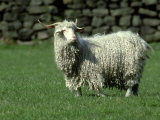 Mark Hamblin - Angora Goat, with Full Fleece, Produces Mohair Wool, S. Yorks - Fotografik Baskı