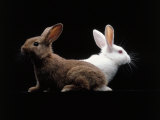 White and Brown Rabbit Photographic Print by Howard Sokol
