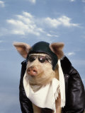 Pig Dressed As Pilot Photographie par Kurt Freundlinger