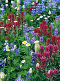 Fleurs des champs Photographie par Stuart Westmoreland
