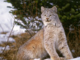 Lynx in Snow Photographic Print by Don Grall