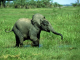 Elephants, Calf Ely, Kenya Photographic Print by Martyn Colbeck