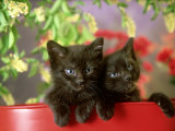 Black Kittens, Pair Impressão fotográfica por Alan And Sandy Carey Black Kittens, Pair Impressão fotográfica por Alan And Sandy Carey