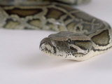 Burmese Python, Python Molurus Bivittatus Lámina fotográfica por Les Stocker Burmese Python, Python Molurus Bivittatus Lámina fotográfica por Les Stocker