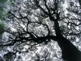 Old Oak Tree Limbs Against the Sky, TX Fotografie-Druck von Don Grall