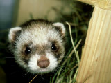 European Polecat, Young, UK Photographic Print by Les Stocker