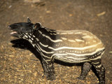 Malayan Tapir, Mouth Open, Zoo Animal Lámina fotográfica por Stan Osolinski Malayan Tapir, Mouth Open, Zoo Animal Lámina fotográfica por Stan Osolinski