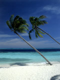 Palmiers sur une plage tropicale, Maldives Photographie par Frank Chmura