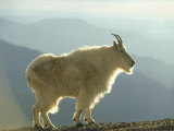 Alan And Sandy Carey - Mountain Goat, Colorado - Fotografik Baskı