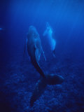 Humpback Whale, Mother and Calf, Polynesia Photographic Print by Gerard Soury