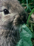 Rabbits, Baby Rabbit Eating Lámina fotográfica por Oxford Scientific Rabbits, Baby Rabbit Eating Lámina fotográfica por Oxford Scientific