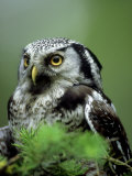 Northern Hawk Owl, Portrait, Montana, USA Photographic Print by Frank Schneidermeyer