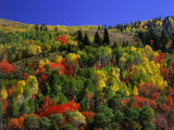 Trees with Fall Foliage Photographic Print by Richard Stockton