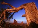 Fallen Tree in Monument Valley, Arizona Photographie par Henryk T. Kaiser