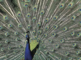 Peacock Showing Off Photographic Print