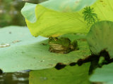 Bullfrog, Rana Catesbeiana on Lilypad Photographic Print by Adam Jones