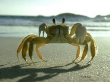Ghost Crab, Bermuda Lámina fotográfica por Oxford Scientific
