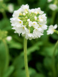 Drumstick Primula Photographie par Mark Bolton