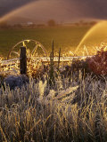 Morning Frost, Autumn, Ketchum, Idaho Photographic Print by Walter Bibikow