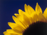 Sunflower in Studio Close-up Photographie par William Swartz
