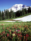 Alpine Meadow & Mount Rainier, Mount Rainier National Park, USA Photographic Print by Mark Hamblin