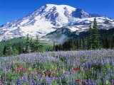 Mark Windom - Wildflowers, Mt. Rainier National Park, WA - Fotografik Baskı Mark Windom - Wildflowers, Mt. Rainier National Park, WA - Fotografik Baskı