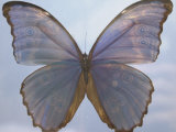 Butterfly with Open Wings Photographie par Jim McGuire
