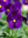 Viola Cornuta "Violet Flare" (Horned Violet), Evergreen Perennial Photographie par Mark Bolton