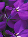 Lobelia Erinus Lobelia Erinus