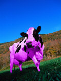 Purple Cow in a Field Photographic Print by Lynn M. Stone