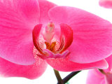 Orchids at Spring Garden Show, FL Fotografie-Druck von Pat Canova