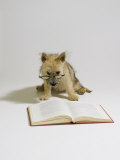 Cairn Terrier, 4 Months Old Photographic Print by David M. Dennis