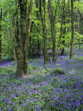 Bluebells in Deciduous Woodland, UK Fotografisk tryk af Mark Hamblin Bluebells in Deciduous Woodland, UK Fotografisk tryk af Mark Hamblin